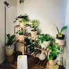 Fortune Candy 20W Standing Plant Grow Light, Full Spectrum Indoor Standing Lamp with COB Bulb for Houseplants - 3 of 4