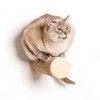 Ascentials by FurHaven Milestone Cat Posts (Single Pack), 12” - 2 of 3