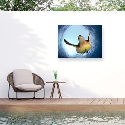 Trademark Fine Art - Henry Jager Green Turtle In Snells Window Matted Framed Art