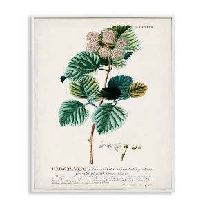 Stupell Industries Scientific Botanical Plant Seeds Framed Giclee Art - 1 of 4