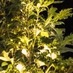 beige cushion/gray wicker