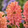 10ct Hyacinths Sweet Invitation Bulbs - Van Zyverden - 3 of 4