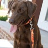Country Brook Petz HossFit Jr Wide Martingale Dog Collar - Camouflage Collection - 2 of 4