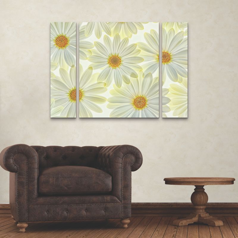 Trademark Fine Art -Cora Niele 'Daisy Flowers' Multi Panel Art Set Large 3 Piece, 3 of 4
