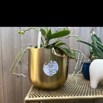 Small Brass Planter - Threshold™ : Target