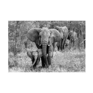 Trademark Fine Art -Bertram Schemel 'Elefamily' Canvas Art - 1 of 4