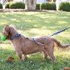 Country Brook Petz HossFit Jr Wide Martingale Dog Collar - Americana Collection - 3 of 4