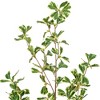 Vickerman Variegated Triangle Ficus Potted - 2 of 4