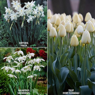 49ct Color Your Garden White Collection Bulbs - Van Zyverden