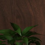 walnut