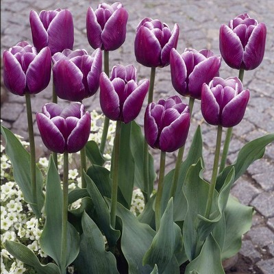 Set of 12  Arabian Mystery Tulip Bulbs - Van Zyverden