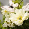 Sullivans Dahlia Botanical Wreath - 2 of 4