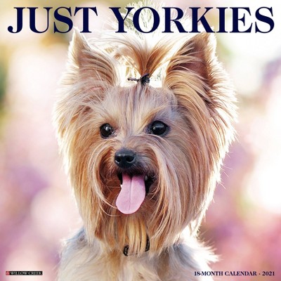 2021 Monthly Wall Calendar Just Yorkies - Willow Creek Press