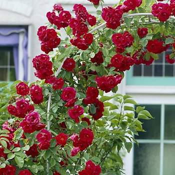 Fresh Cut 50-stem Pink Roses : Target