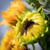 36"H Sullivans Sunflower Chamomile Spray, Multicolor - 2 of 2