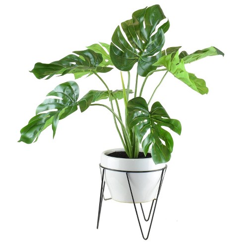 Left side H planter with Variagated monstera plant N22,000 Right side H  planter with cherry blossom plant N24,000 #hplanter…