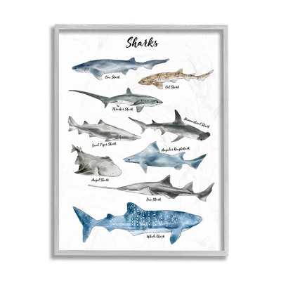 Stupell Industries Nautical Shark Chart Watercolor Marine Animals
