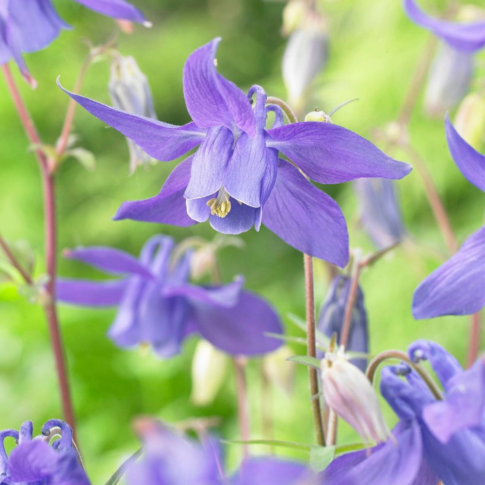 Photos - Garden & Outdoor Decoration Van Zyverden 5ct Alpine Columbine Root Purple