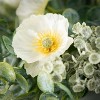 Sullivans Artificial Eucalyptus Poppy Wreath - 2 of 3