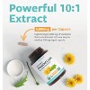 USDA Organic Dandelion 10:1 Root Extract Capsule, High Strength Dandelion Root Supplement for Liver Cleanse Detox & Repair Support, Pure Co, 120ct - 4 of 4