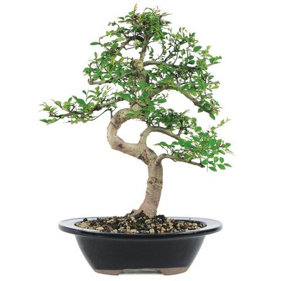 Medium Chinese Elm Outdoor Live Plant - Brussel's Bonsai