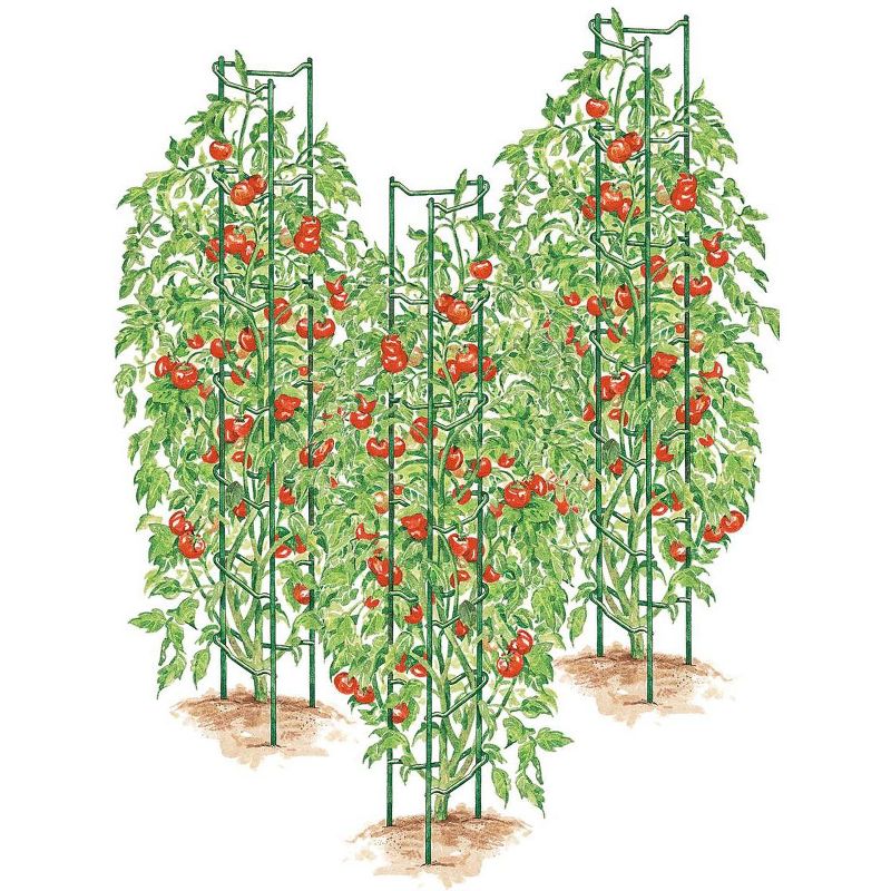 Green Tomato Ladders, Set of 3, 1 of 3