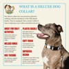 Country Brook Petz Deluxe Dog Collar - Chevron and Arrows Collection - Made in The U.S.A. - 4 of 4