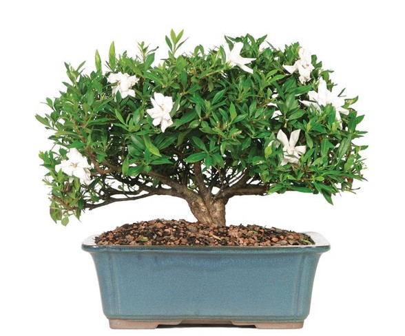 Extra Large Gardenia Outdoor Live Plant Brussels Bonsai | Desertcart  Maldives