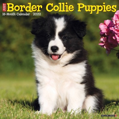 2022 Wall Calendar Just Border Collie Puppies - Willow Creek Press