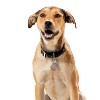 Nite Ize WearAbout Pet Clippable Tracker Holder - Compatible with Apple AirTag - Pet Tracker Keychain & Carabiner Clip - Lightweight - Smoke (2 Pack) - 4 of 4