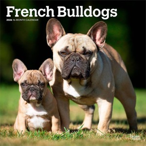 BrownTrout French Bulldogs 2026 12"x24" Hanging Square Wall Calendar Plastic-Free - 1 of 4