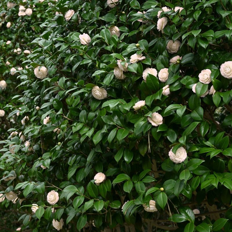 2.5qt Camellia Japonica Plant with White Blooms - National Plant Network, 6 of 7