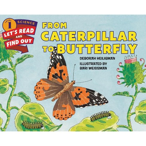 Blundering Gardener: Love butterflies? Learn how to feed caterpillars