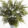 Plum & Post Plumosa Fern Artificial Plant Drop-In - 2 of 4
