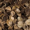 Vickerman Natural Botanicals 0.8" Cotton Flower, Natural. Includes 1 kilogram of product per unit - 3 of 4