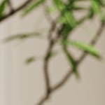 black with gold legs 200 (long plush 1103)