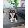 Barker Junior 4" Orthopedic Dog Bed - 2 of 4