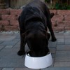 Loving Pets Hot Pink Retro Bowl- 400ml 1.69 Cup - 3 of 3