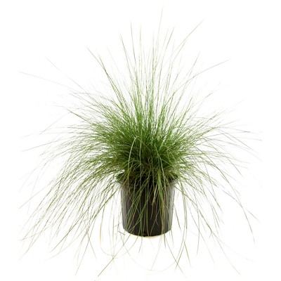 White Muhly Grass 1pc U.S.D.A. Hardiness Zones 6-10 National Plant Network 2.5qt: Perennial Outdoor Garden Ornamental Grass