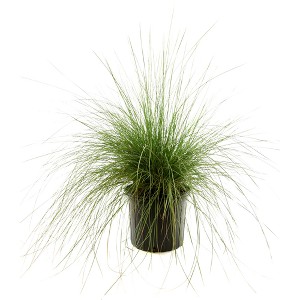 White Muhly Grass 1pc U.S.D.A. Hardiness Zones 6-10 National Plant Network 2.5qt: Perennial Outdoor Garden Ornamental Grass - 1 of 4