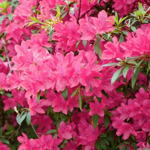 Azalea 'Chinana' 2.25gal U.S.D.A. Hardiness Zones 6-9 - 1pc - National Plant Network: Everblooming, Outdoor, Pollinator-Friendly - 1 of 3