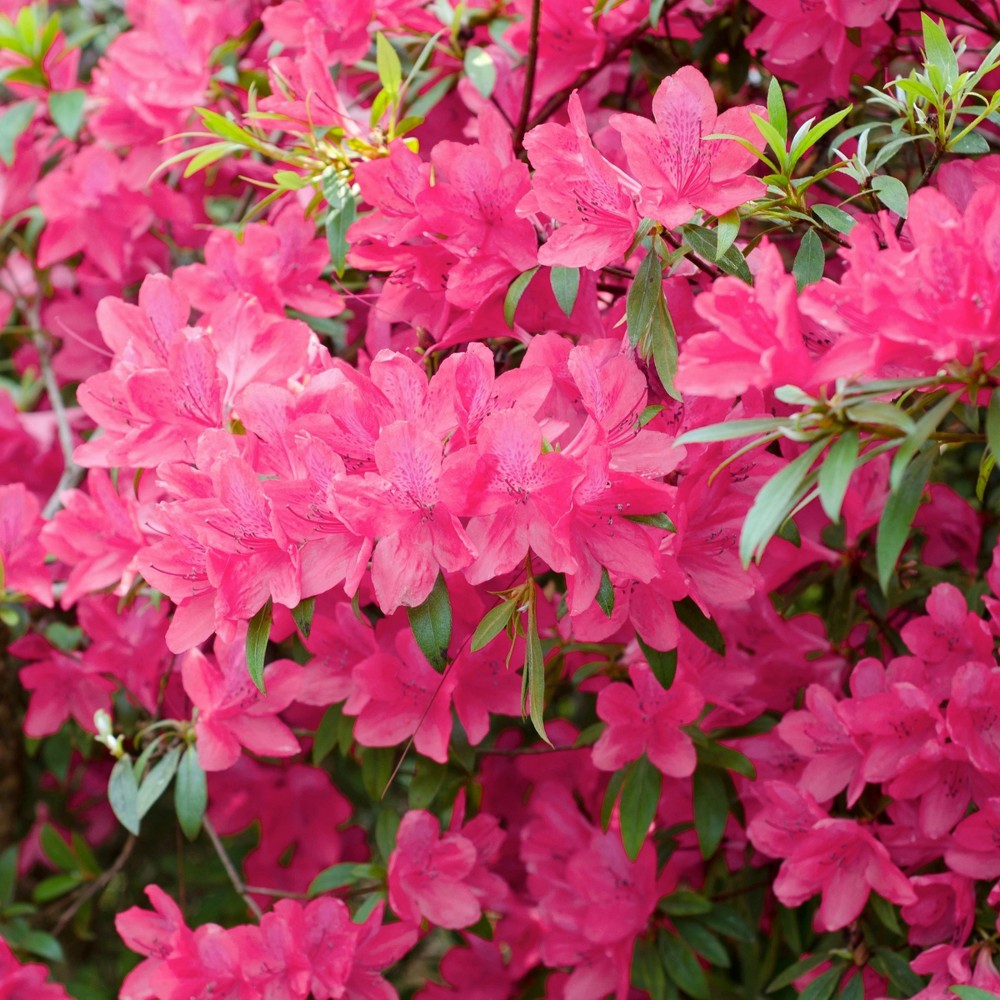 Photos - Garden & Outdoor Decoration Azalea 'Chinana' 2.25gal U.S.D.A. Hardiness Zones 6-9 - 1pc - National Pla