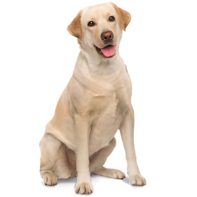 LEMONSODA Cardboard Cutouts (Golden Retriever (Sitting))