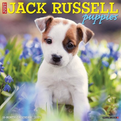 2022 Wall Calendar Just Jack Russell Puppies - Willow Creek Press