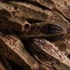 Vickerman Natural Botanicals 2.8" Mahogany Pods, Natural. Includes 100 pieces per unit - 4 of 4