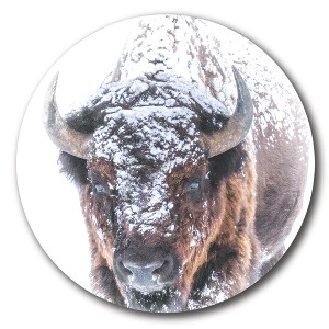 Courtside Market Global Wonders Photography Collection, Buffalo Snow II 15x15 Statement Piece Wood Décor - 1 of 2