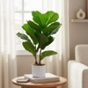 15.7" Artificial Fiddle Leaf Fig Tree 2-Pack, Faux Ficus Lyrata in White Planters, Indoor Decorative Fake Plant for Home & Office - 3 of 4