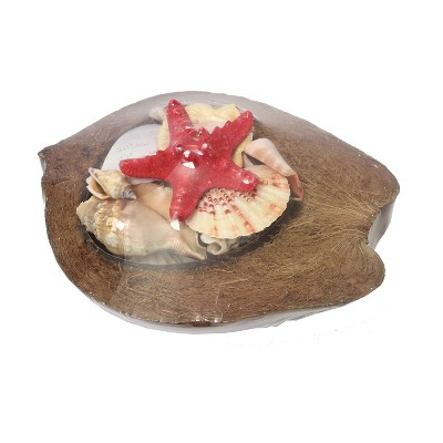 Beachcombers 8" COCONUT WITH SHELLS