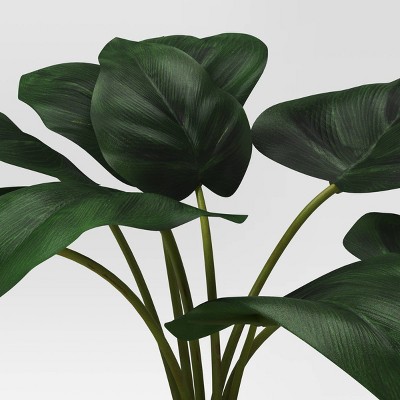 A cluster of large, dark green colored leaves with prominent veins on slender stems against a plain background.