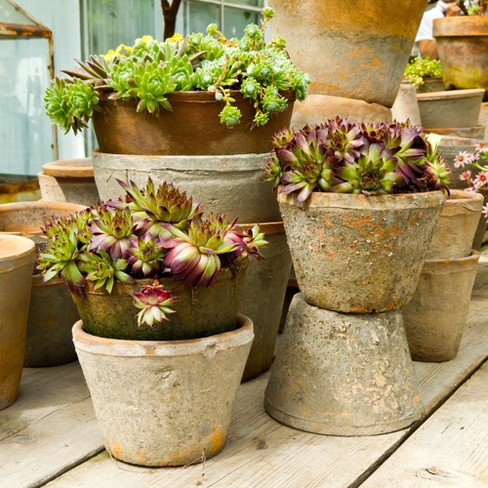 10pc Sempervivum Collection Cottage Hill Target